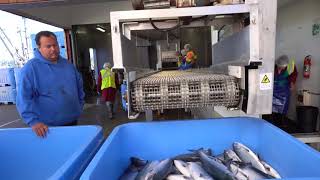 Quatsino Food Fish Documentary [upl. by Khanna]