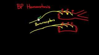 Heart 10  Blood pressure regulation  Baroreceptors [upl. by Trevlac335]