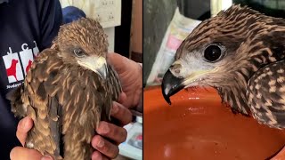 Birds Fall From the Sky in India Because of Heatwave [upl. by Boutis595]