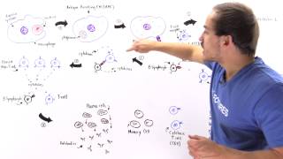 Activation of Lymphocytes [upl. by Yenial]