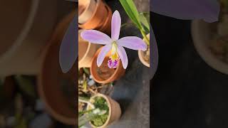 Laelia crispata 랠리아크리스파타 2024년 3월 22일 [upl. by Agathy]