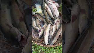 Amazing Cooking Fishes by Rural Chefs CookFishes Part1 YummyCookFishRecipes cookfishrecipe [upl. by Loziram]