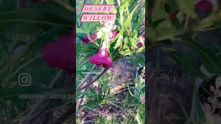 🌳💕The Desert Willow tree Chilopsis linearis is a beautiful and resilient native plant [upl. by Adolphe]