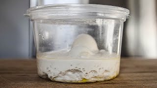 What To Do With OVERPROOFED Pizza Dough  Reballing Over Fermented Pizza Dough To Make Panuozzo [upl. by Ayhtin]