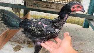 No5 11112024 genap 3 bulan Info terbaru ayam siam pama bulu jalak [upl. by Demp]