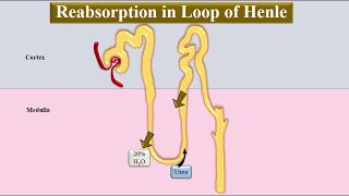 Tubular Reabsorption and Secretion along the Loop of Henle [upl. by Nuavahs]