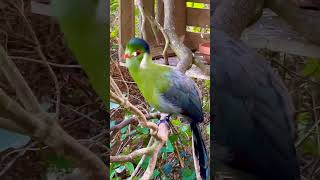 Turaco Bird  Birds  Softbills  Bird Aviary  White Cheeked Turaco  Bird Sounds  Bird Song [upl. by Jarid]