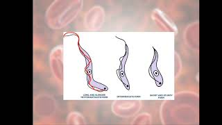 Life Cycle of Trypanosoma gambiense Causative agent of Sleeping Sickness [upl. by Quartas]