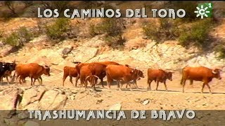 Toros de La Remonta trashumancia de vacas bravas por los caminos del toro  Toros desde Andalucía [upl. by Sankaran]