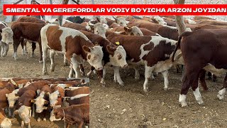 SMENTAL VA GEREFORDLAR VODIY BOʻYICHA ARZON JOYIDAN ULGURIB QOLING [upl. by Geiss]