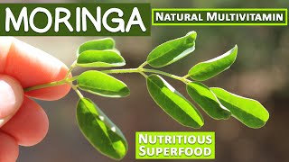 Moringa A Nutritious Superfood and Natural Multivitamin [upl. by Niuq174]