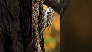 Treecreeper birds wildlife [upl. by Asiek]