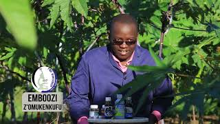 CASTOR SEEDS CULTIVATION AND COMMERCIAL STATUS WITH OMUKENKUFU NYANZI JULIUS Part 1 [upl. by Jarlath]