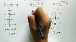 Carbohydrates  Monosaccharides  Glucose  Fructose  Galactose [upl. by Ahseniuq]