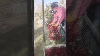 Sorting red dates at a date plantation [upl. by Nosmas]