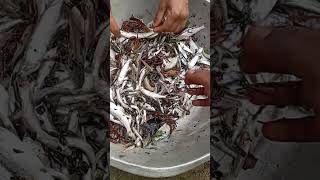 fishing seafood rabbitfish satisfying fish rabbitmeat [upl. by Blynn]