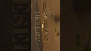 helicam dubai desert camels uae [upl. by Elysee]