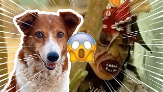 Thiapa dieulna place Krokette 🐕😱👹Boul deff lolou  Croquette  episode 15 [upl. by Iaras727]