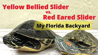 Difference between Red Eared Slider and Yellow Belly Slider turtlelife [upl. by Giusto]