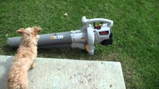 Ryobi Leaf Blower Repair Part 2 [upl. by Noli71]