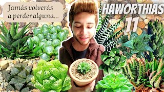 HaworthiasLO QUE NO SABÍAS DE ELLAS 🤫 Trasplantando haworthia suculentas suculenta [upl. by Pollard]