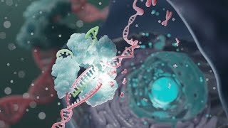 Proteins regulation by posttranslational proteolysis Signal peptidesZymogenChymotrypsinamp Insulin [upl. by Amada]