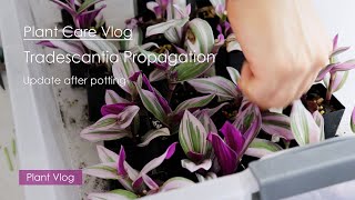 Indoor plant care vlog  Update of Tradescantia Cutting propagation and Trimmed tradescantia [upl. by Hahsi112]