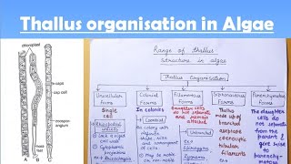 Thallus structure in algae [upl. by Attenweiler]