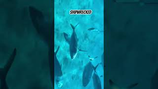 Shipwrecked viralvideo nature viralclips viralshorts ocean oceanlife oceanview [upl. by Mintz]