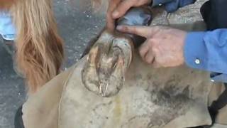 Laminitis First Aid Treatment and Foot Function Restoration using Styrofoam [upl. by Bellaude]