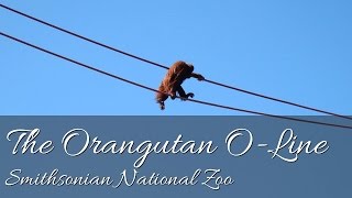 The Orangutan OLine  Smithsonian National Zoo Washington DC HD [upl. by Heinrick]