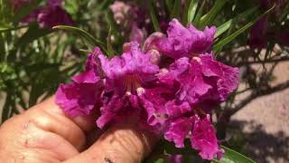 Desert willow Chilopsis linearis outside Sedona Arizona [upl. by Kaiulani944]