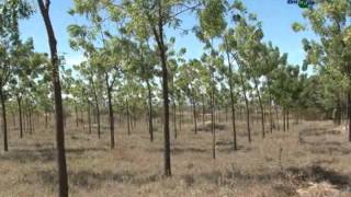 Experiências bemsucedidas de sistemas agroflorestais SAF  Dia de Campo na TV [upl. by Bocock]