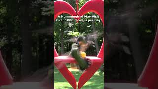 FUN FACTS About Hummingbirds [upl. by Brenton]