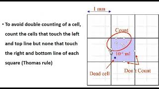 PLATELET counting by using hemocytometer  Neubaur Chamber [upl. by Enrichetta]