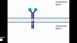 PDGF Signaling Pathway [upl. by Elder]