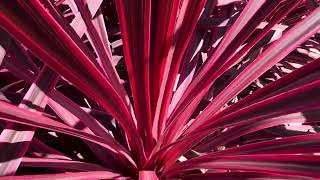 Variegated Cordyline australis ‘Electric Pink’ [upl. by Motch]