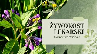 ŻYWOKOST LEKARSKI  Leczy i nawozi uprawy Kompendium Wiedzy żywokost żywokostlekarski ogród [upl. by Aseretairam]