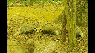 Family of European badgers [upl. by Nasar547]