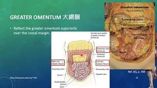 20171019 Lesson10Human Dissection  Peritoneum amp Peritoneal Cavity [upl. by Jochebed]