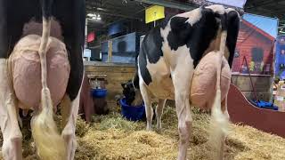 Royal Winter Fair Toronto2019Quality Holsteins [upl. by Modnarb]