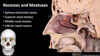 Nasal Cavity Sinuses and Ear  Lateral Wall of Nasal Cavity [upl. by Mikes17]