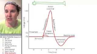 Action Potential 8 Refractory periods [upl. by Solahcin]