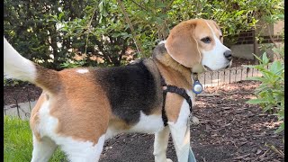 Cute beagle goes on a rabbit hunt [upl. by Ravens]