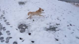 Rayo Kokoni small Greek domestic dog breed [upl. by Isa]