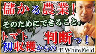 「儲かる農業！」そのために「ブランド確立」第一段「トマト初収穫！」を終えました！そして実現のために行うことをお話します！【全自動ビニールハウスホワイトフィールド】【とりあえず初収穫！】 [upl. by Yentuoc]