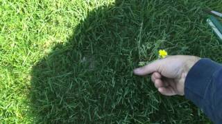 Dandelion Removal with Screwdriver  Weed Control [upl. by Ihdin]