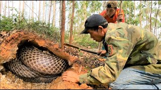 Was horrified to discover a giant king cobra nest containing dozens of snakes in a mound [upl. by Jairia]