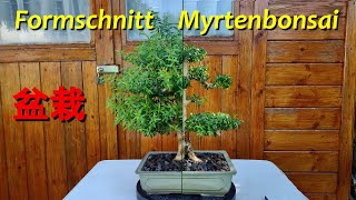 Formschnitt Myrtenbonsai [upl. by Perni230]