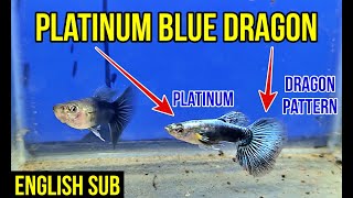 Platinum Blue Dragon Guppy Fast Growing Fry Tips guppy guppybreeder guppybreeding guppyfish [upl. by Alard]